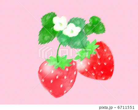 苺 フルーツ 甘い 花 葉 実 デザート 春 苗 栽培 白い花のイラスト素材