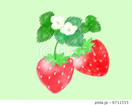 苺　フルーツ　甘い　花　葉　実　デザート　春　苗　栽培　白い花 6711555