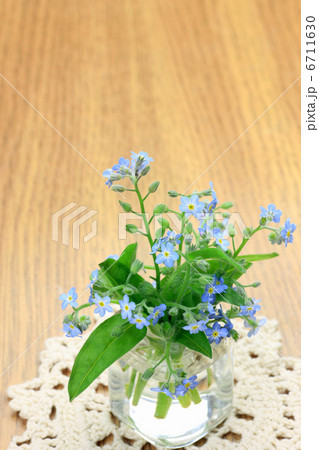 忘れな草 6711630