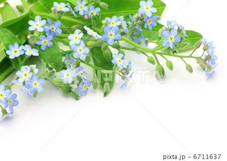 忘れな草 6711637
