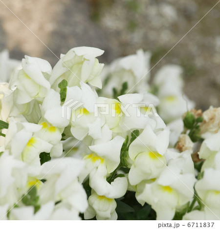 キンギョソウ 6711837