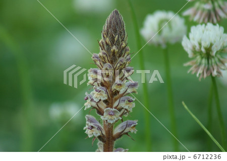 痩靫 ヤセウツボ Orobanche minor 痩靫 ヤセウツボ Orobanche minor 6712236