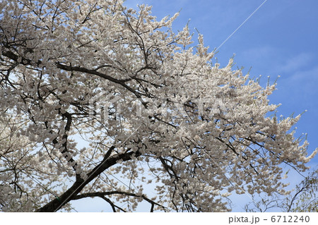 桜 6712240