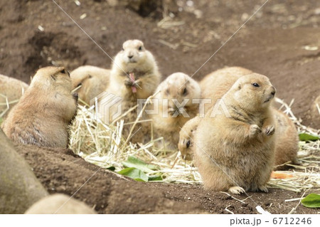 群れているプレーリードッグ 群れているプレーリードッグ 6712246