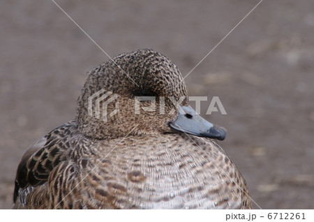ヒドリガモ雌 6712261