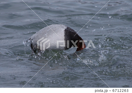 ホシハジロが潜る瞬間 ホシハジロが潜る瞬間 6712263