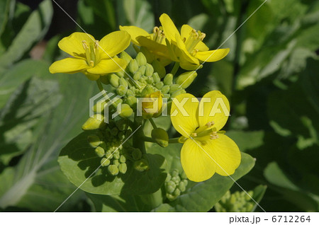 ハクサイの花と蕾 6712264