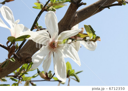 コブシ コブシ 6712350