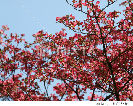 ハナミズキ 6712360