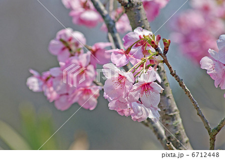 陽光桜 陽光桜 6712448