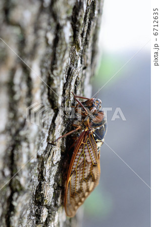 樹液を吸うアブラゼミ(図鑑可) 樹液を吸うアブラゼミ(図鑑可) 6712635