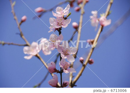 桃の花 6713006