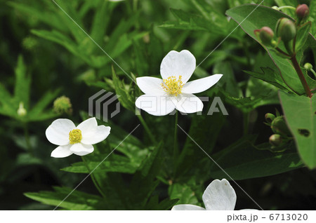 ニリンソウ 6713020