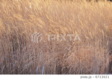 ススキ 6713021