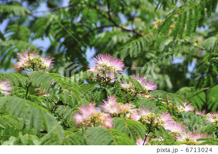 ネムの花 6713024