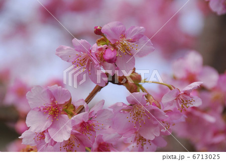 河津桜 河津桜 6713025