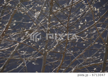 辛夷の花芽 辛夷の花芽 6713047