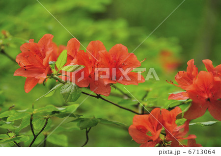 レンゲツツジ 6713064