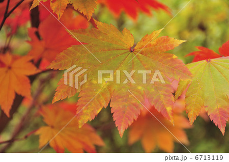 紅葉 紅葉 6713119