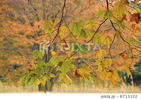 鈴懸の木 6713132