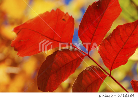 紅葉 6713234