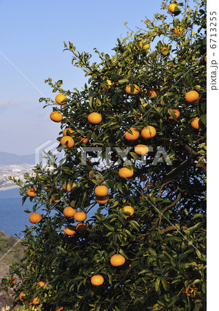 ミカンの木 6713255