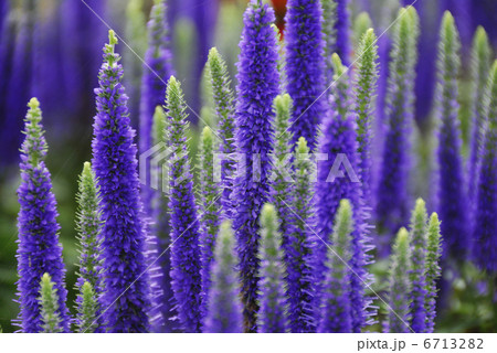 ベロニカ 6713282