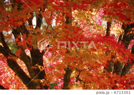 紅葉 6713301