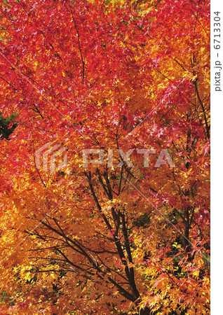 紅葉 6713304