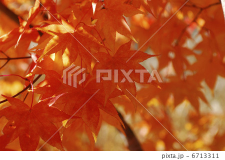 紅葉 紅葉 6713311