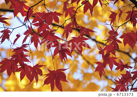 紅葉 紅葉 6713373