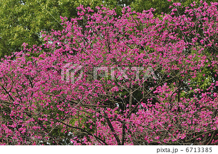 ハナモモ ハナモモ 6713385