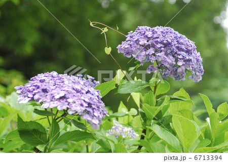 アジサイ 6713394