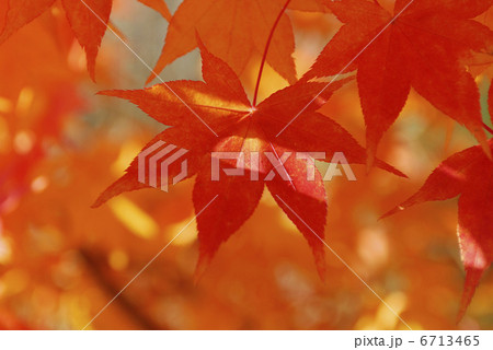 紅葉 6713465
