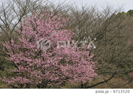 修善寺桜 6713520