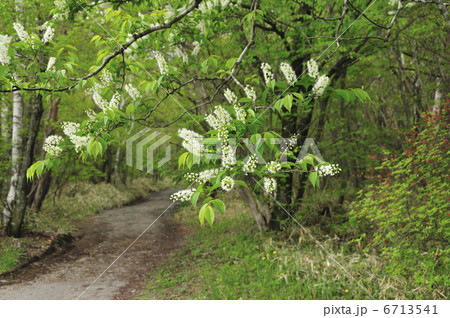 ウワミズザクラ 6713541