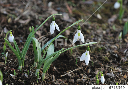 スノードロップ 6713569