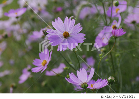 コスモス 6713615