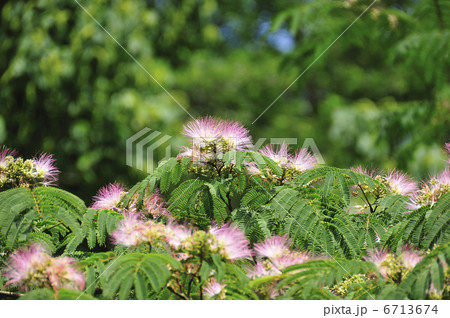 ネムの花 6713674