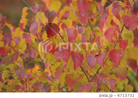 ナンキンハゼの紅葉 ナンキンハゼの紅葉 6713732