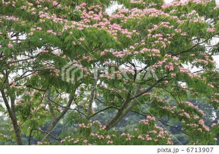 ネムの花 6713907