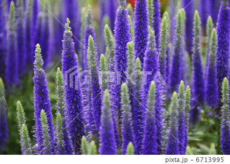 ベロニカ 6713995