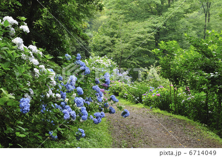 アジサイ 6714049