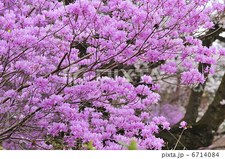 ミツバツツジ ミツバツツジ 6714084