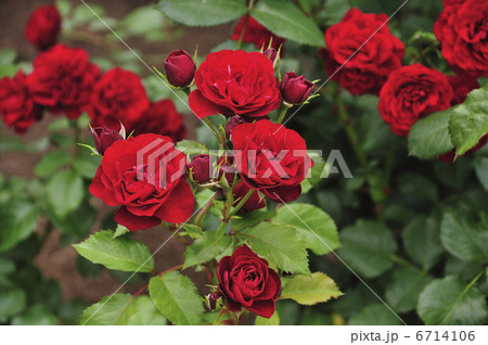 バラ 6714106
