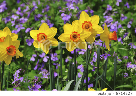 スイセン 6714227