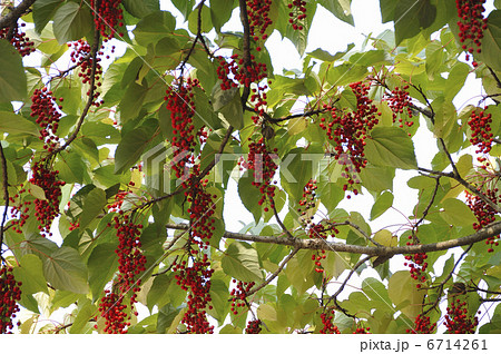 イイギリの実 イイギリの実 6714261