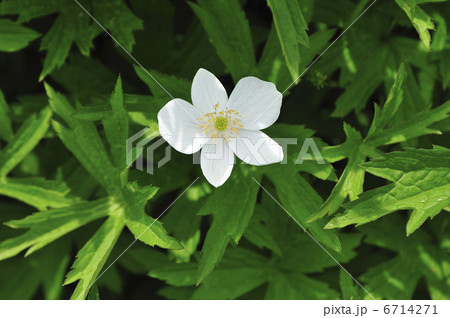 ニリンソウ 6714271