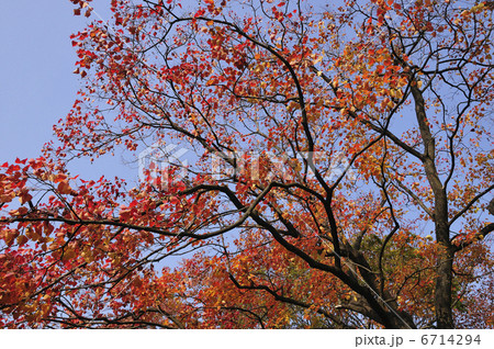 紅葉 6714294