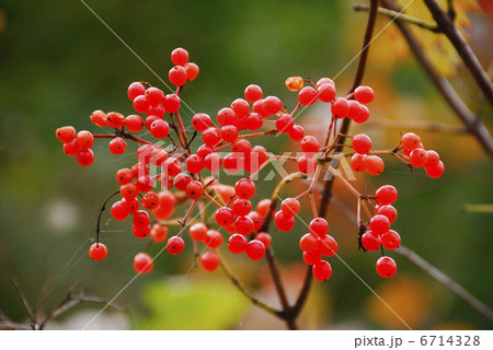 カンボクの実 6714328